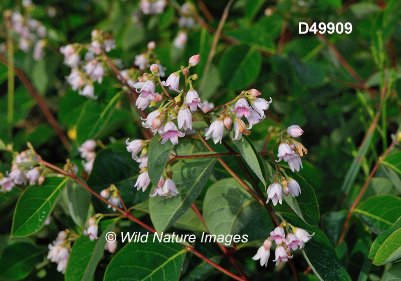 Apocynum androsaemifolium spreading dogbane